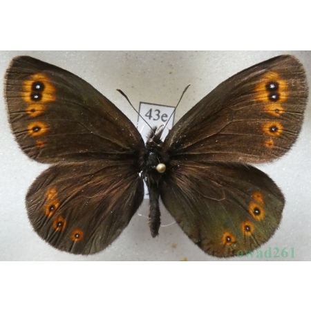 Erebia medusa (Denis & Schiffermüller, 1775) Górówka meduza Poland43e